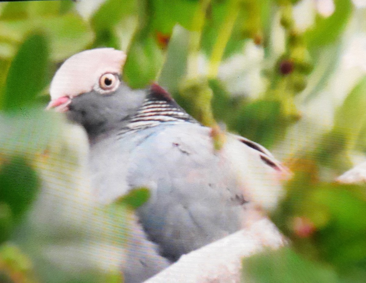 White-crowned Pigeon - ML528257811