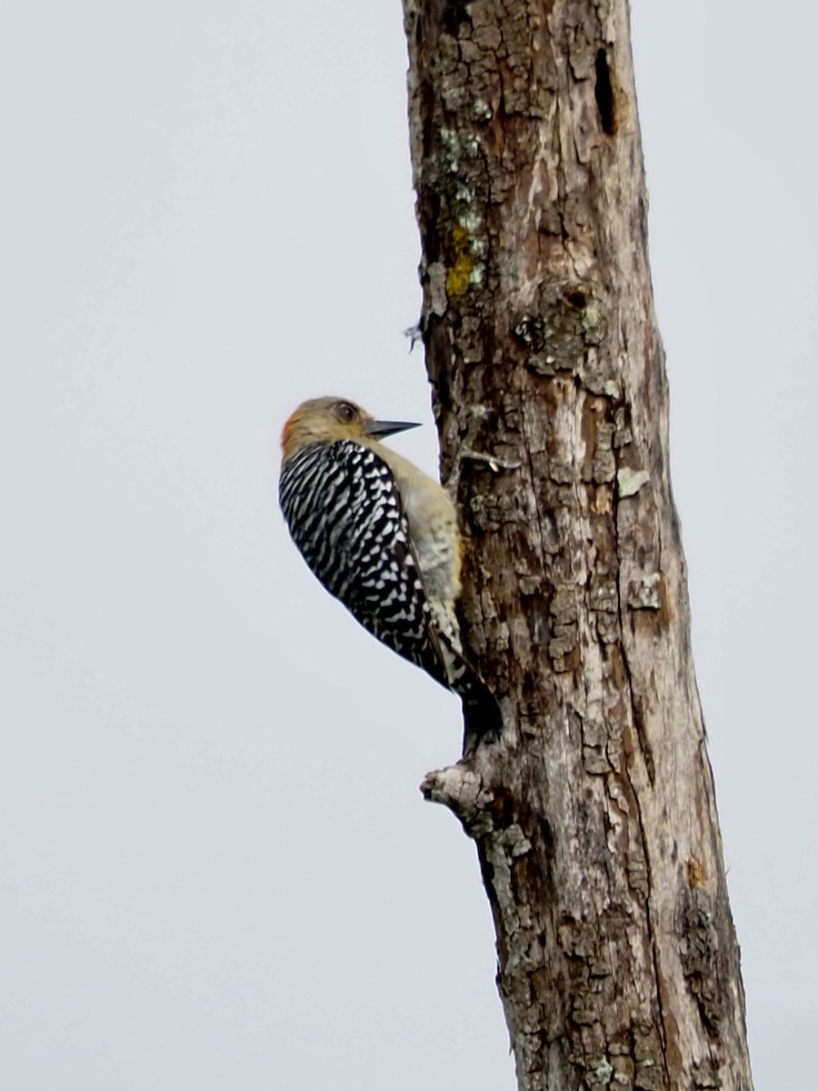 Red-crowned Woodpecker - ML528258931
