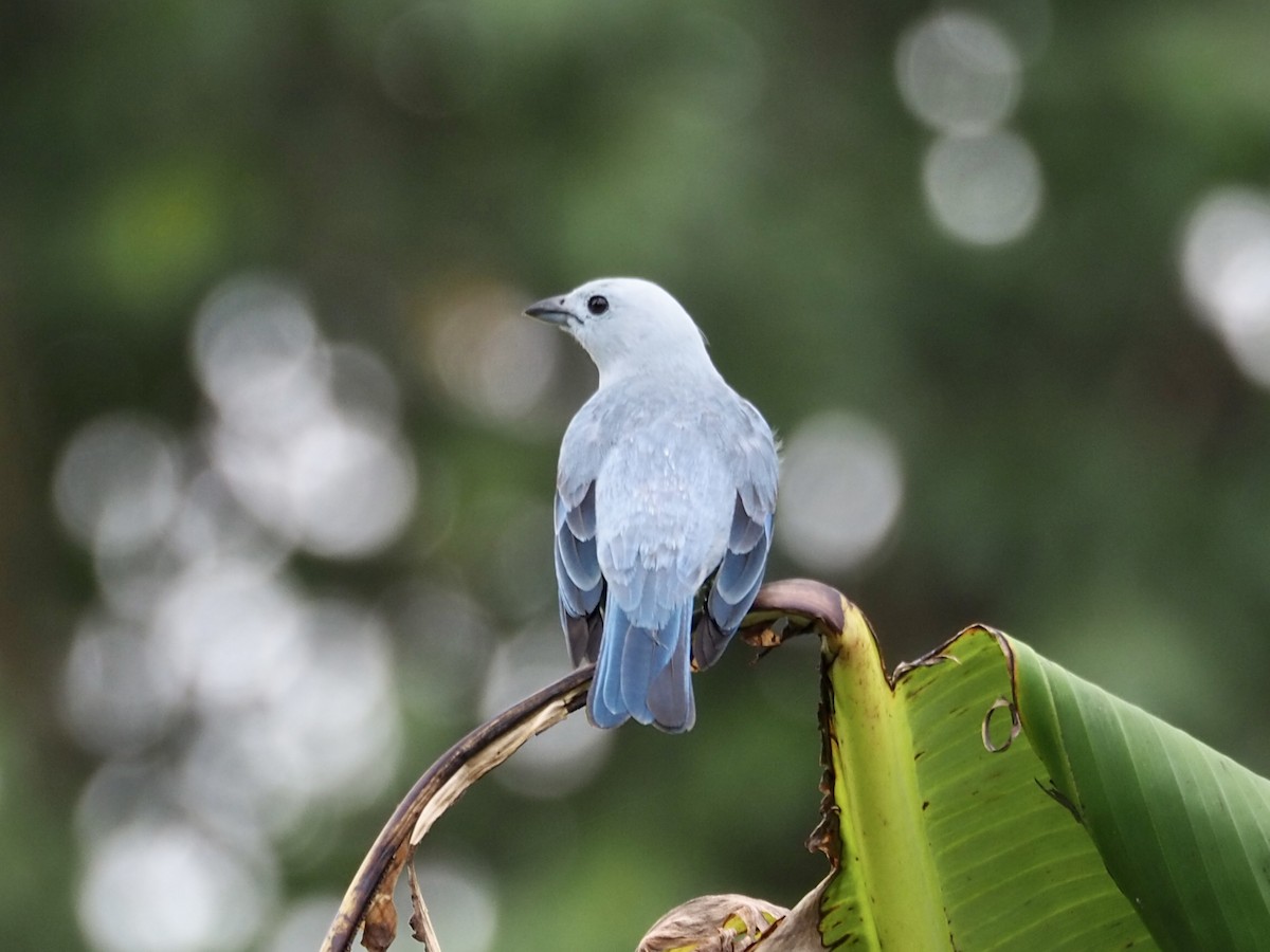 Blue-gray Tanager - ML528259251