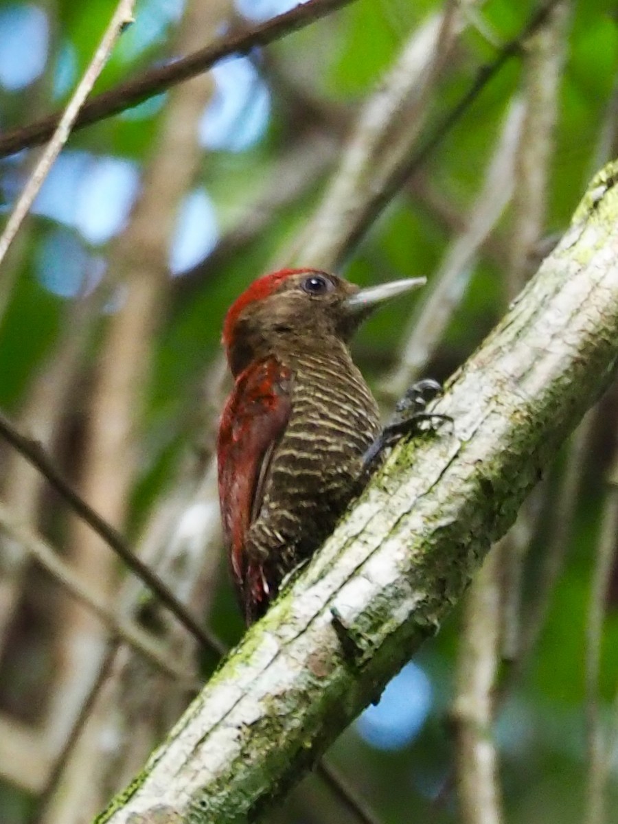 Blood-colored Woodpecker - ML528260001