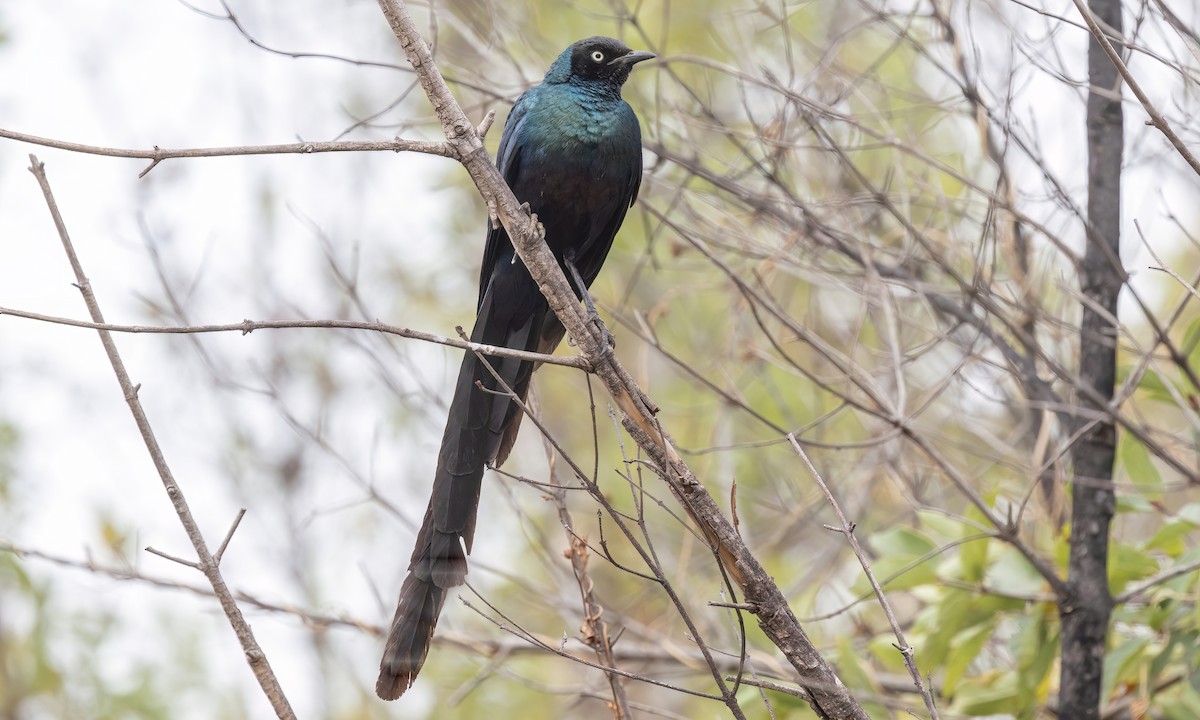 Long-tailed Glossy Starling - ML528260071
