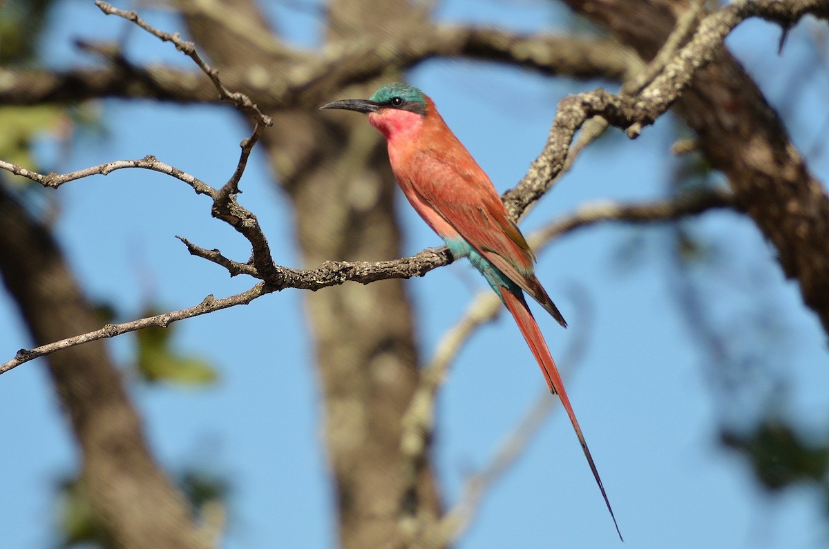 Southern Carmine Bee-eater - Terence Alexander
