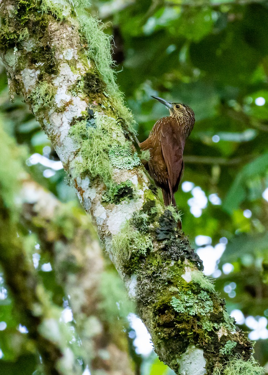 Strong-billed Woodcreeper - ML528261481