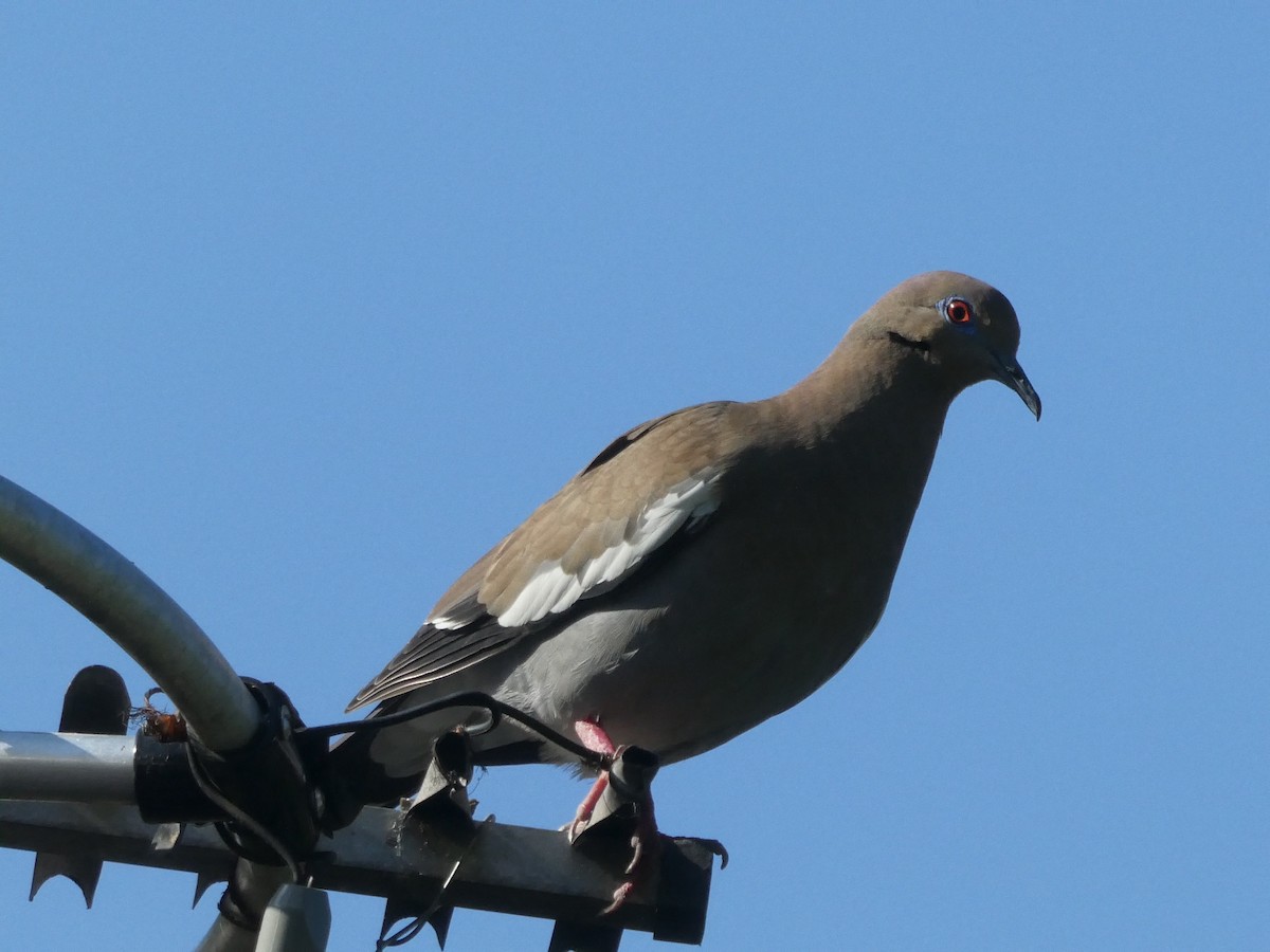 White-winged Dove - ML528261751