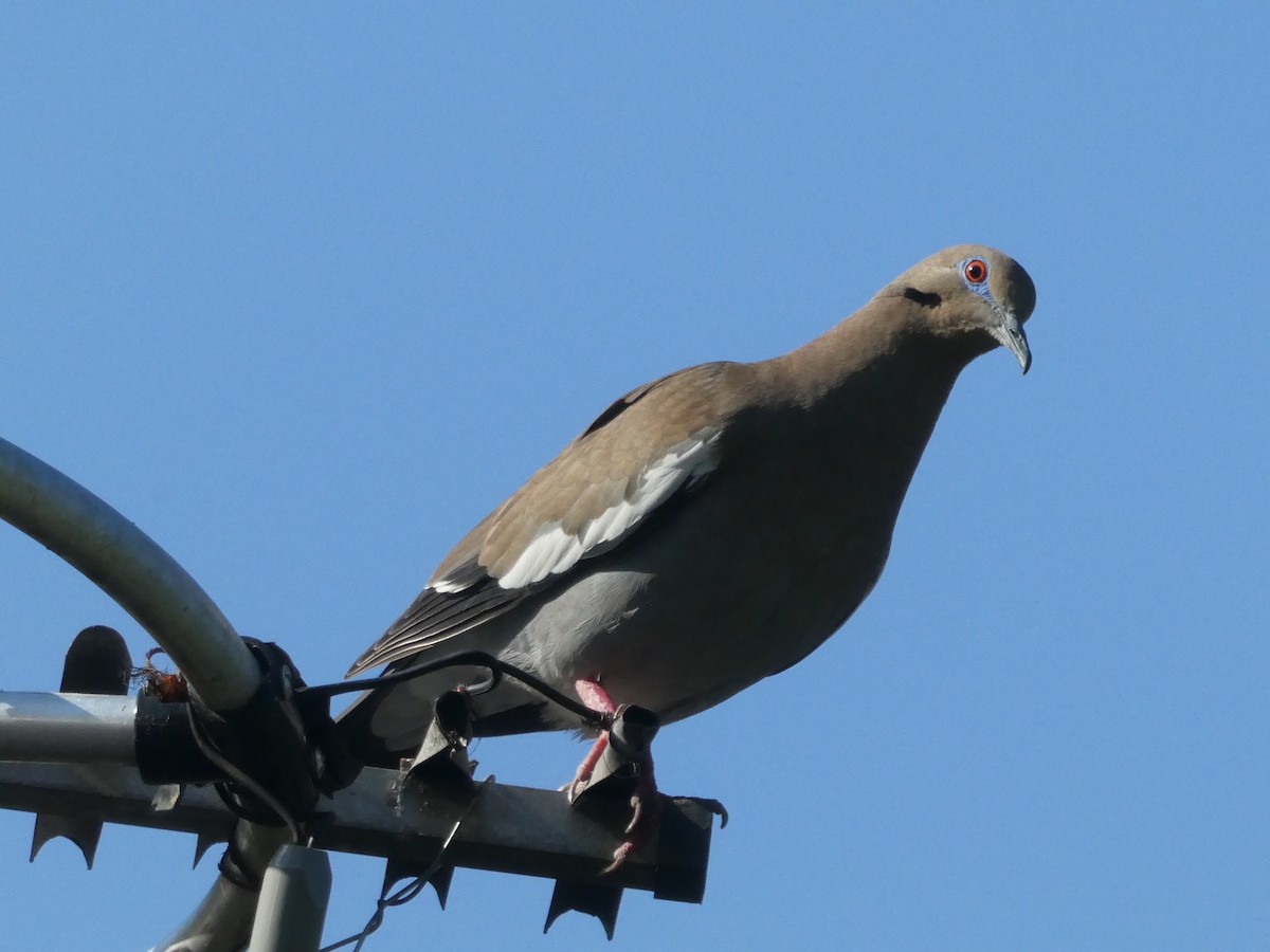 White-winged Dove - ML528261761