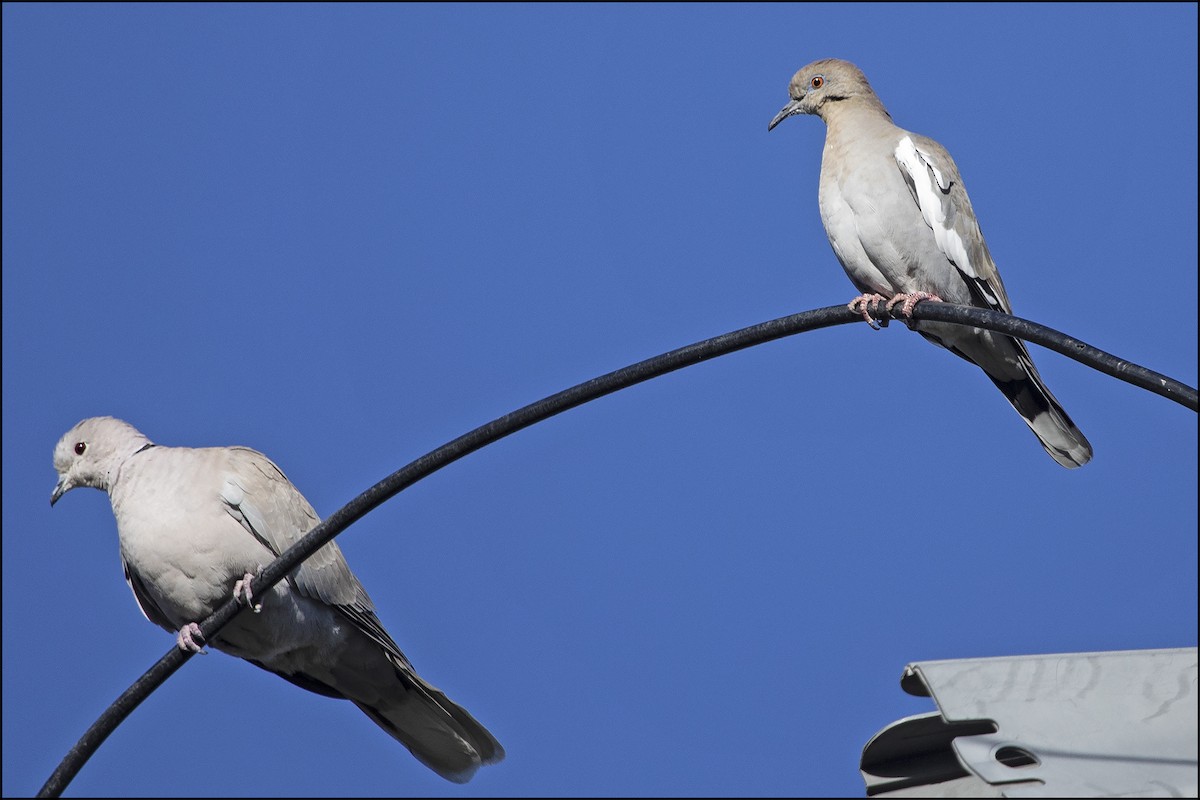 White-winged Dove - ML528266351