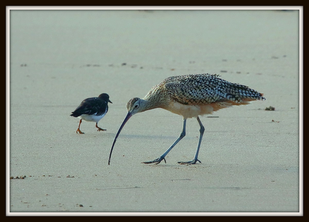 Long-billed Curlew - ML52827181