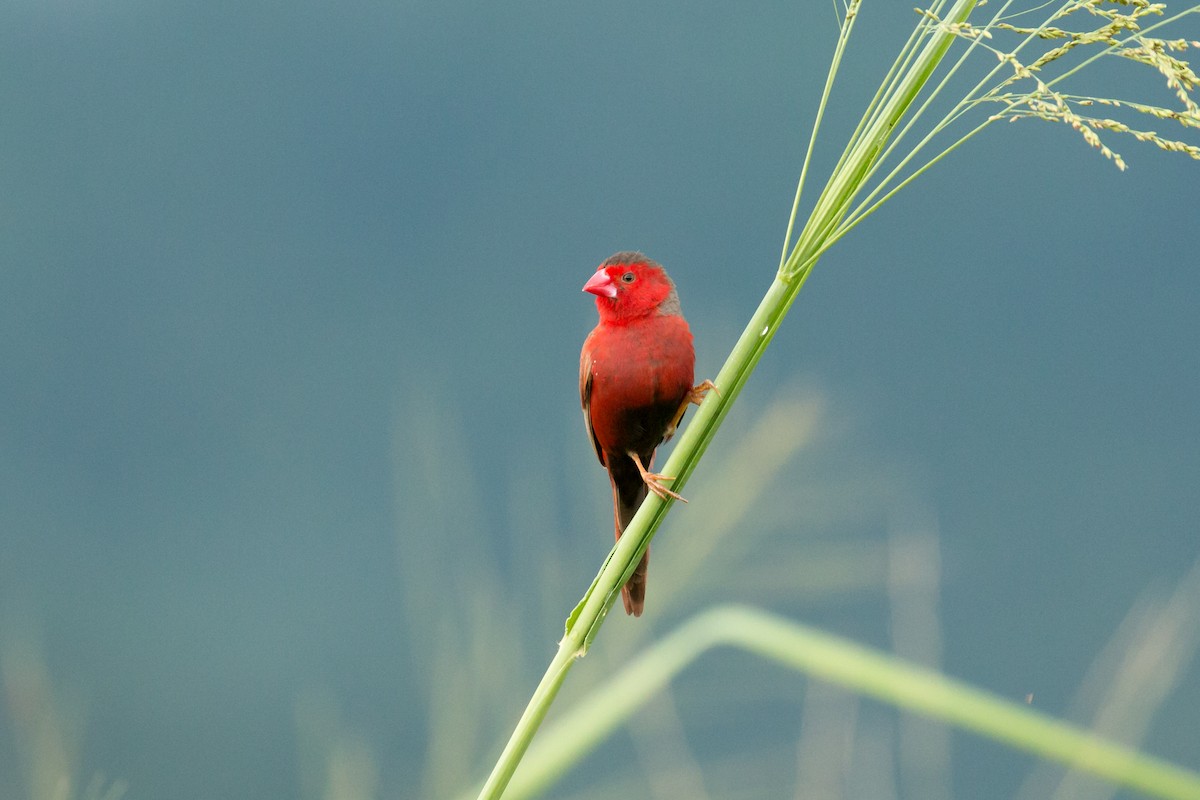 Crimson Finch - Mark Ayers