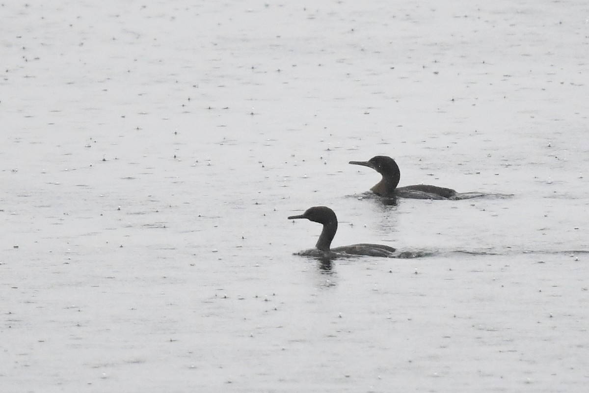 ebird-checklist-25-jan-2023-ketchikan-town-2-species