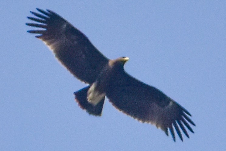Greater Spotted Eagle - ML528278461