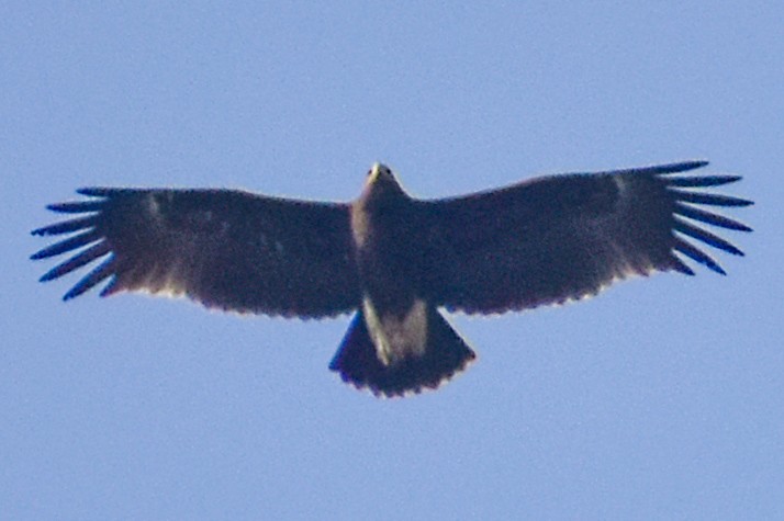 Greater Spotted Eagle - ML528278471