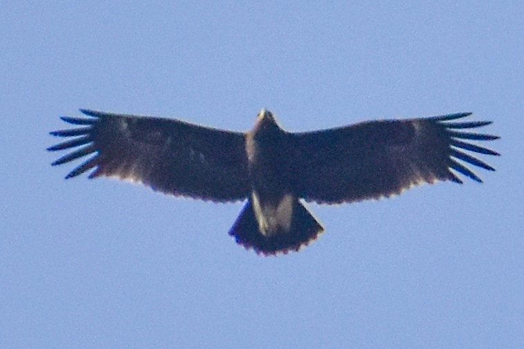 Greater Spotted Eagle - ML528278481