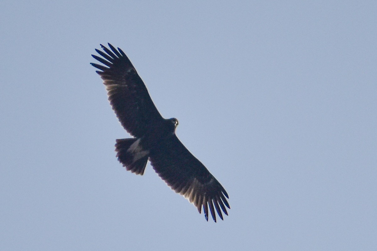 Greater Spotted Eagle - ML528278501