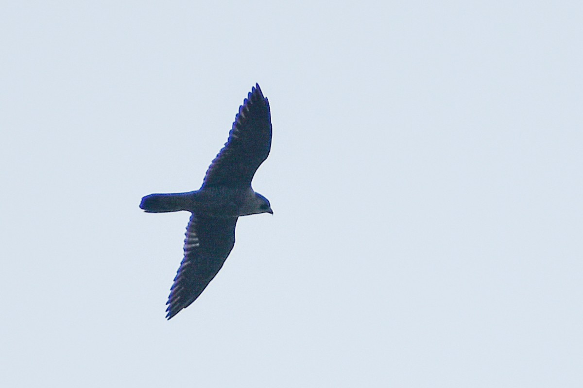 Peregrine Falcon (Shaheen) - ML528278521