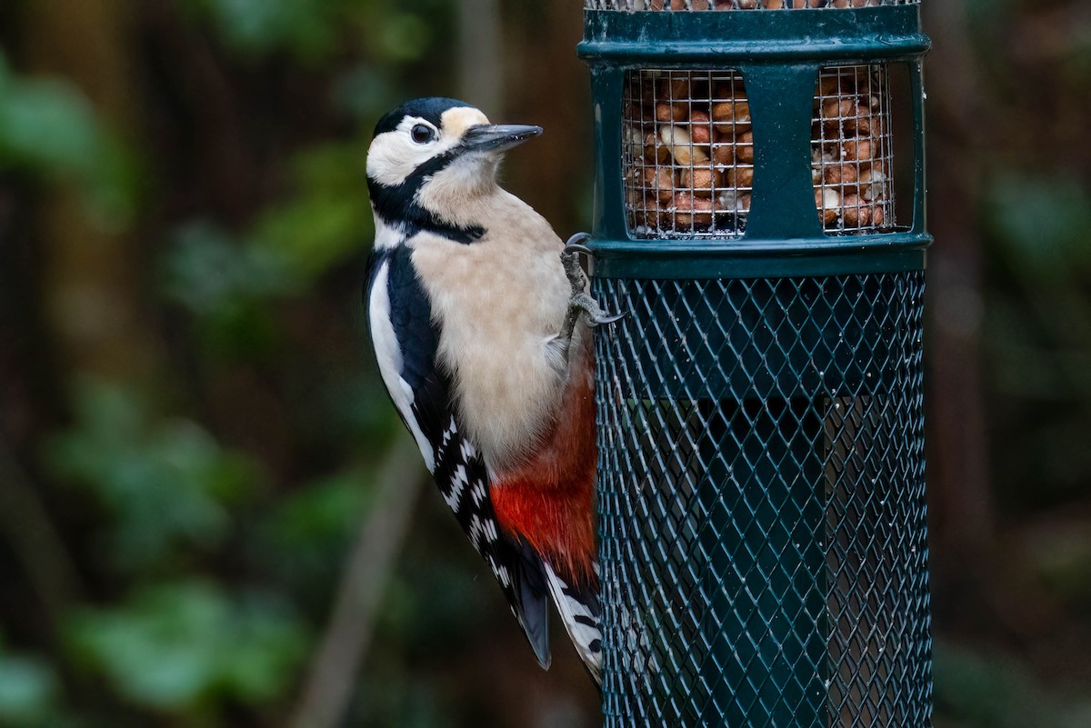 Great Spotted Woodpecker - ML528280051