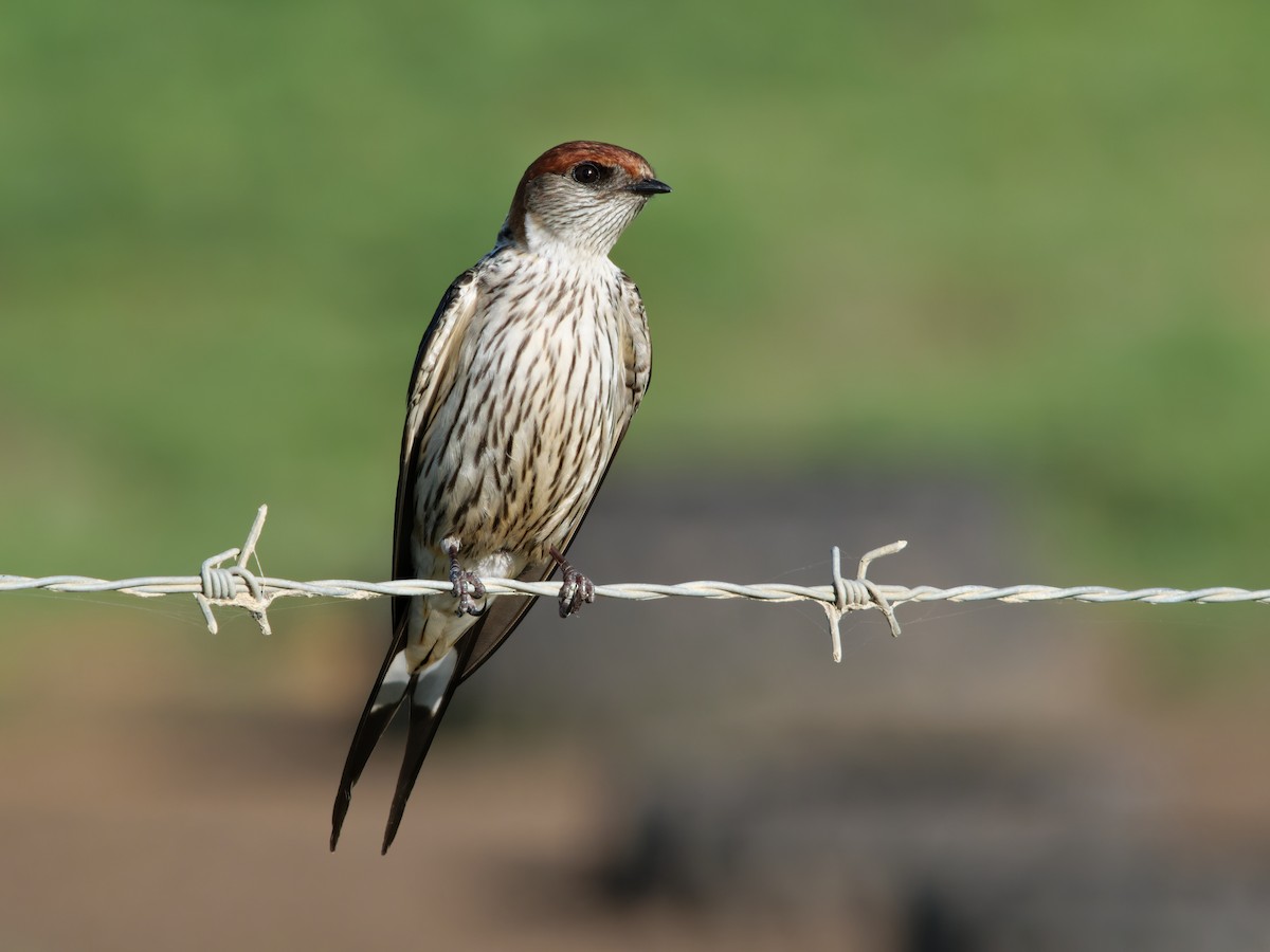 Greater Striped Swallow - ML528281481
