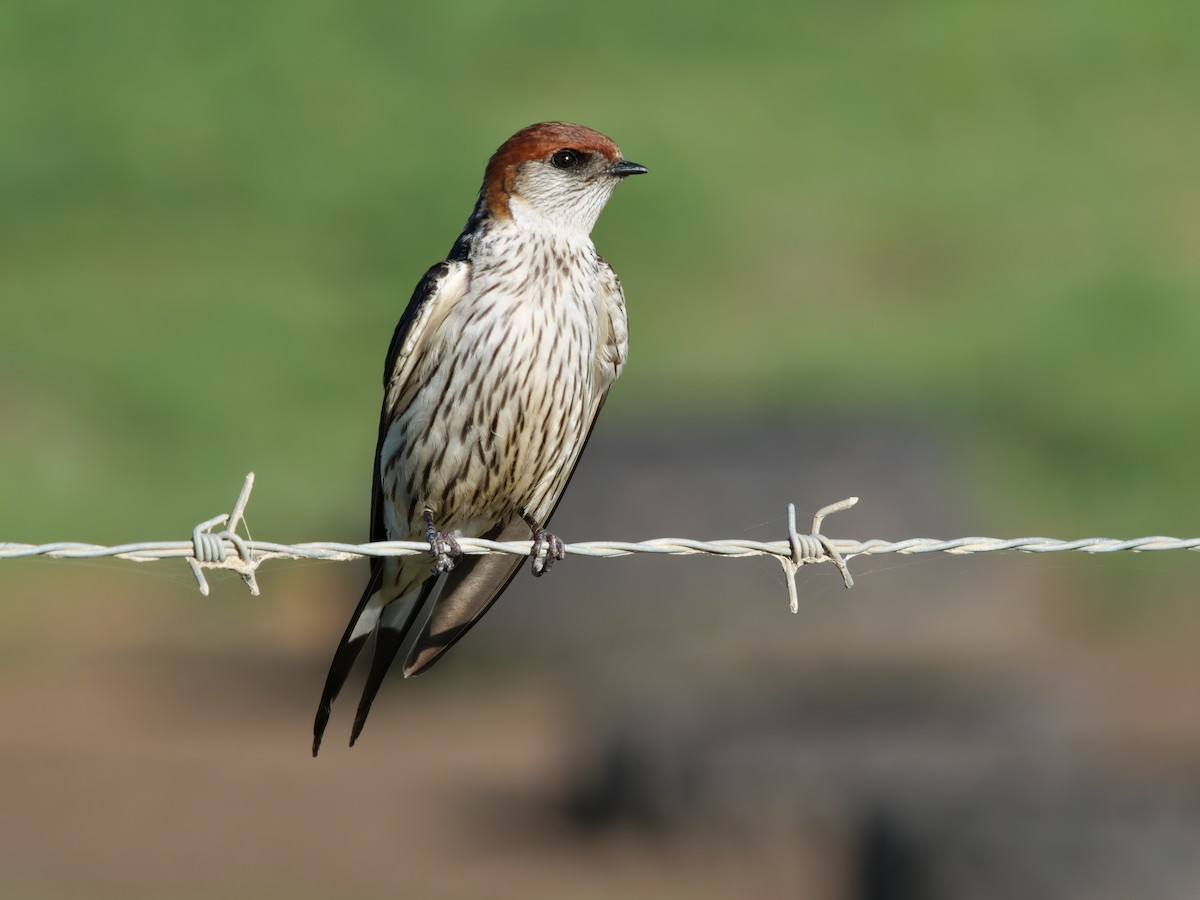 Greater Striped Swallow - Zach V
