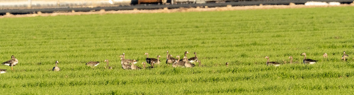 Greater White-fronted Goose - ML528281871