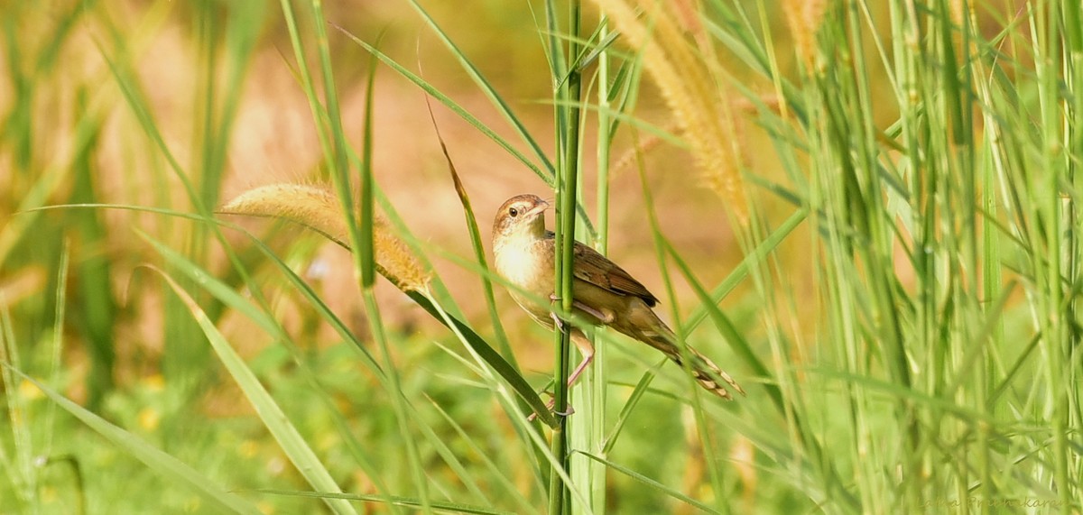 Bristled Grassbird - Latha  Prabhakaran