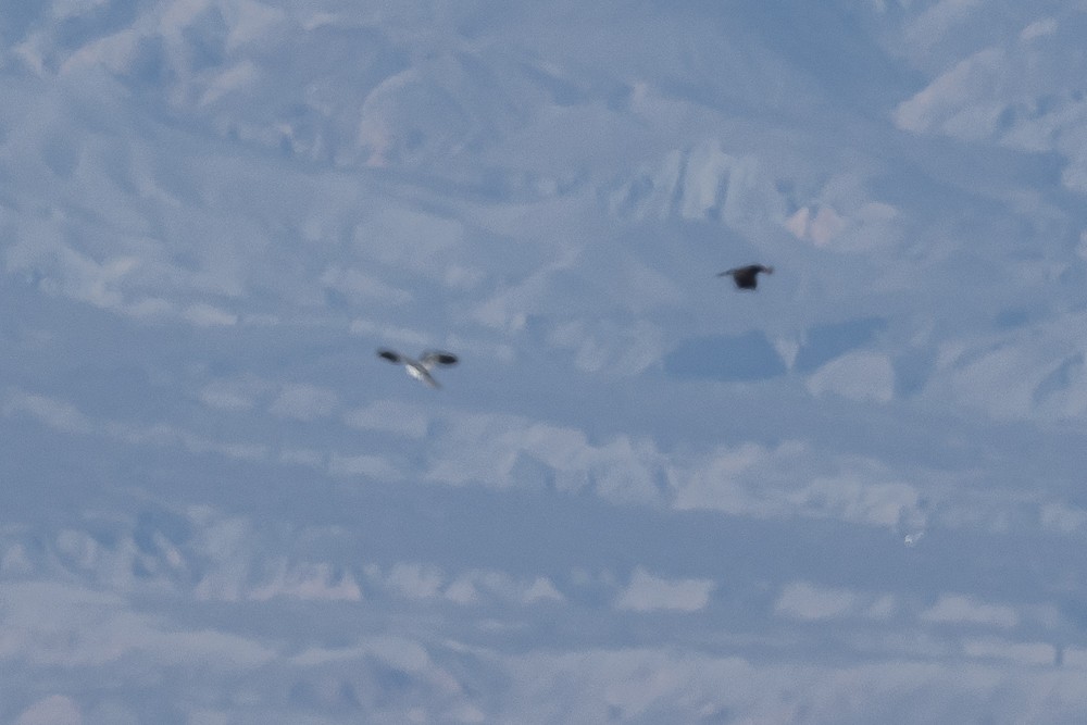 White-tailed Kite - ML528283231