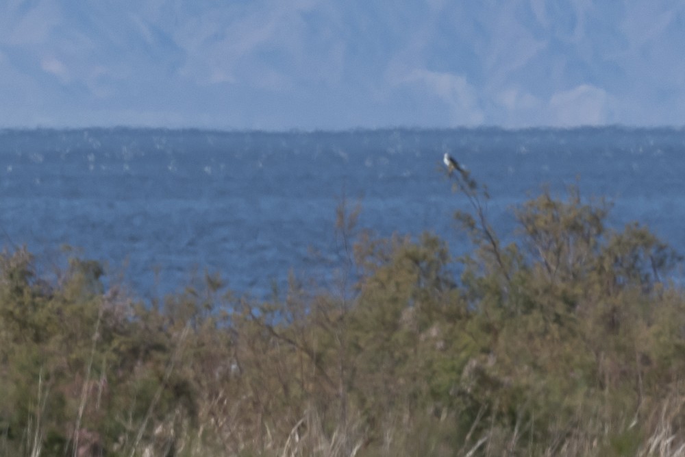 White-tailed Kite - ML528283241
