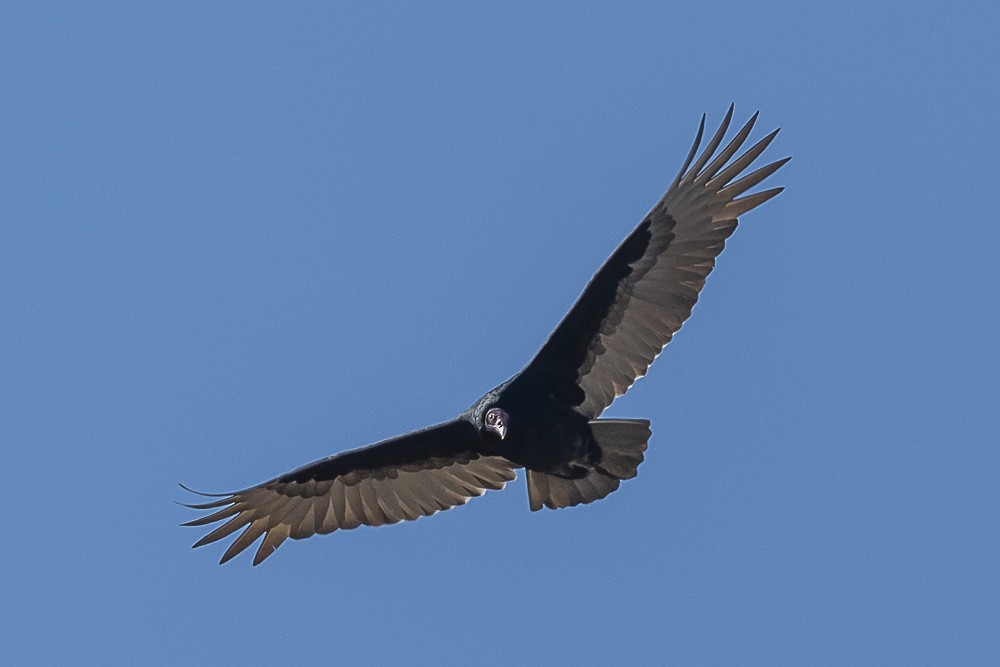Turkey Vulture - ML528283321