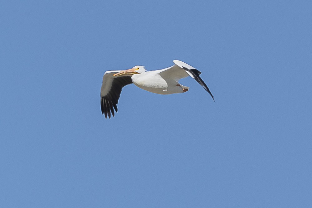 American White Pelican - ML528283371