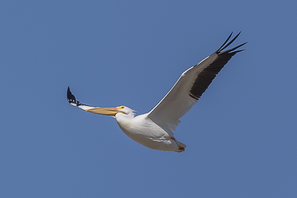 American White Pelican - ML528283391