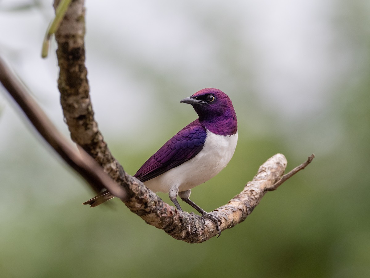 Violet-backed Starling - ML528286991