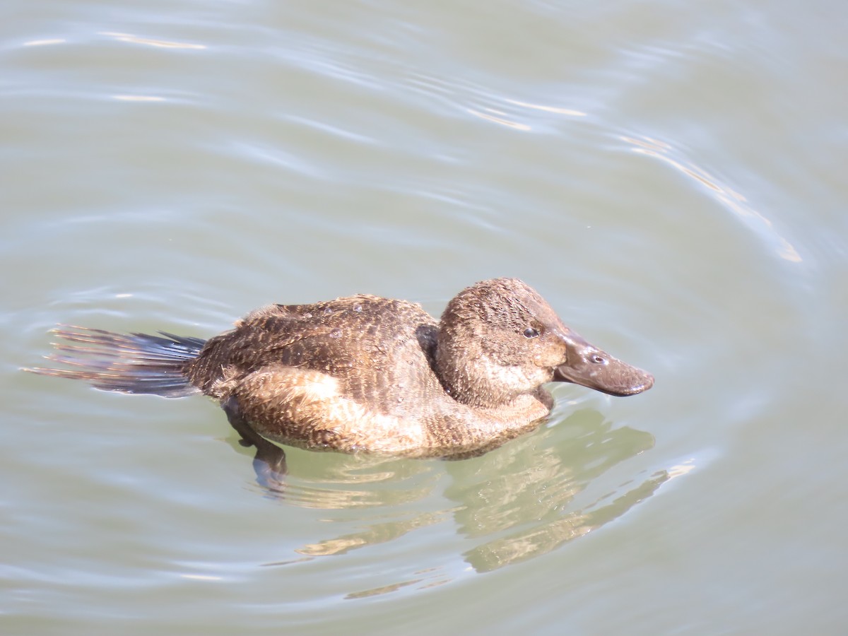 Andean Duck - ML528287451