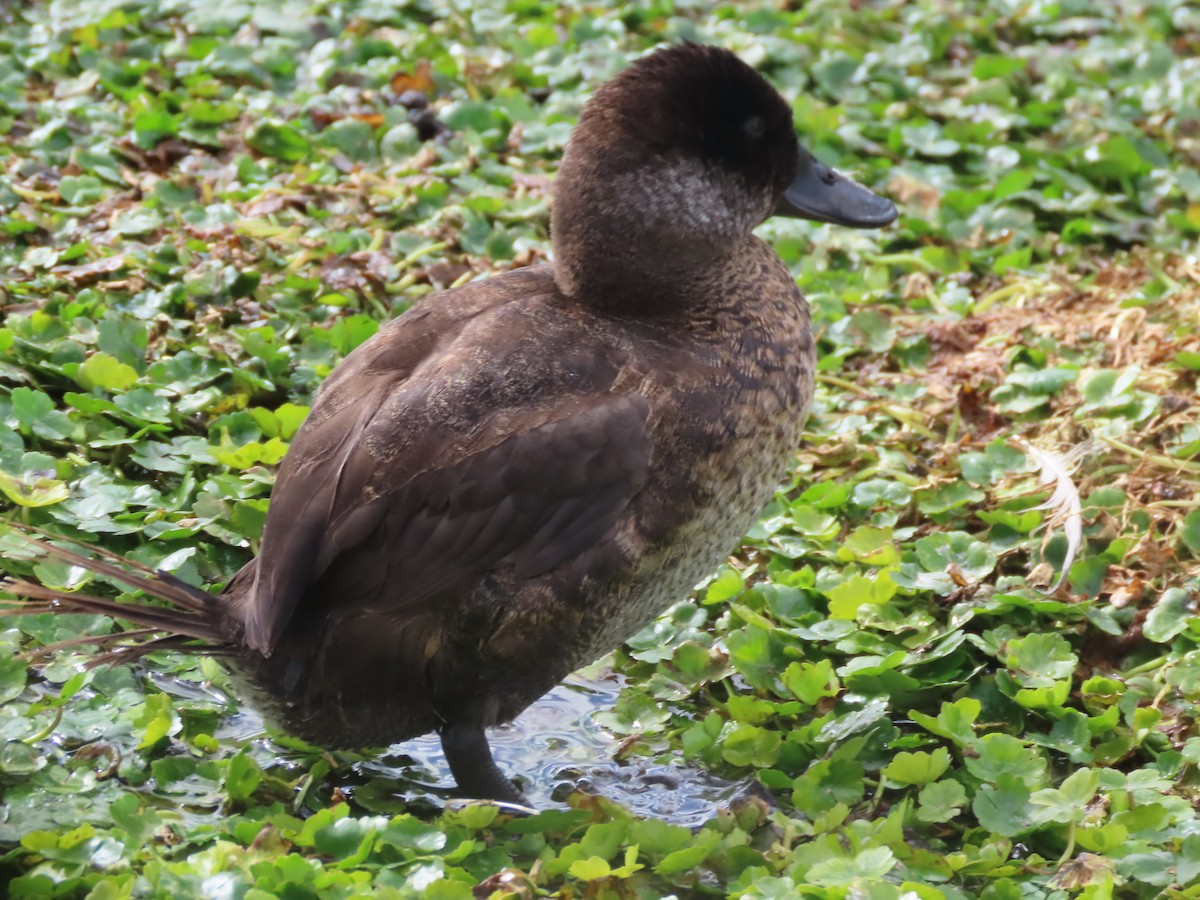 Andean Duck - ML528287471