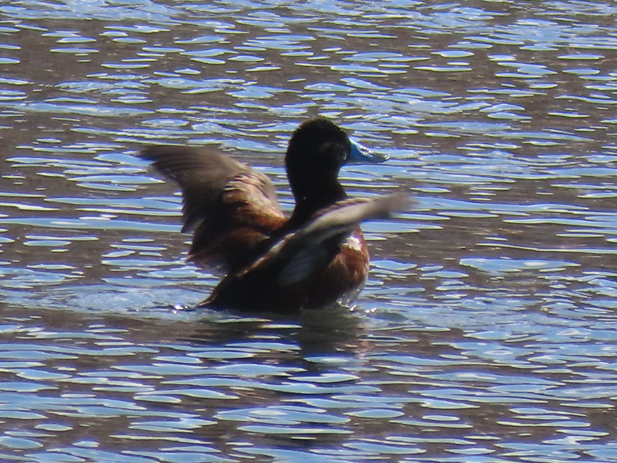 Andean Duck - ML528287511
