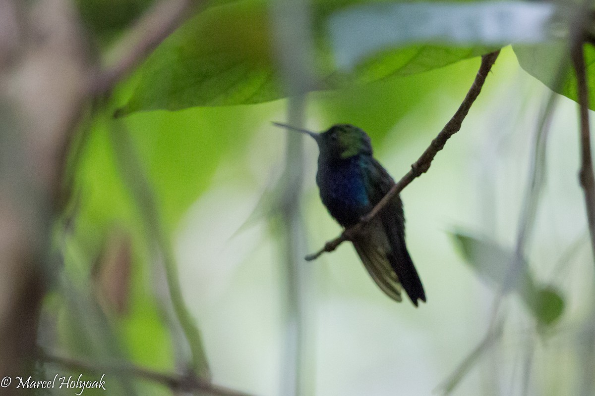 kolibřík nymfový - ML528289711