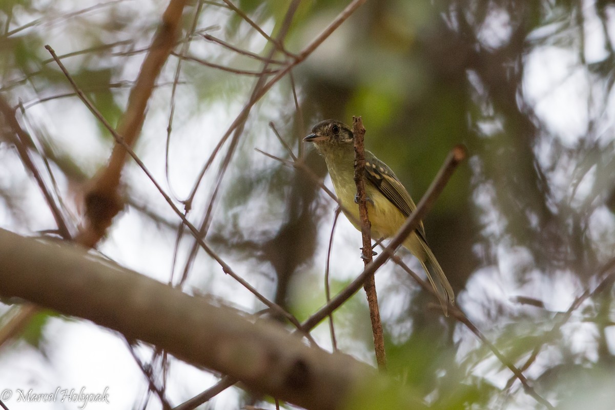 Sepia-capped Flycatcher - ML528290351