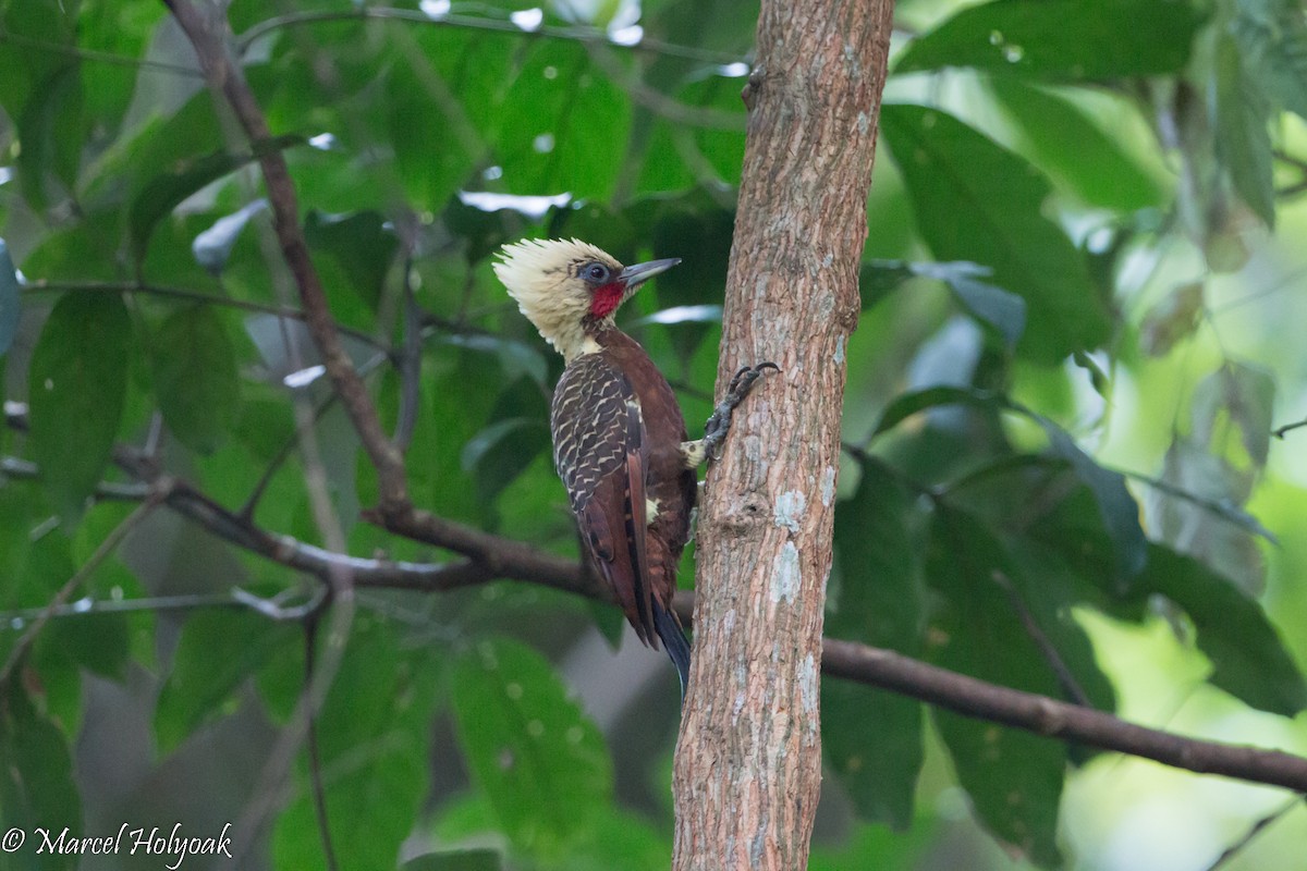 Pale-crested Woodpecker - Marcel Holyoak