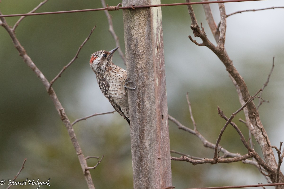 Checkered Woodpecker - ML528290701