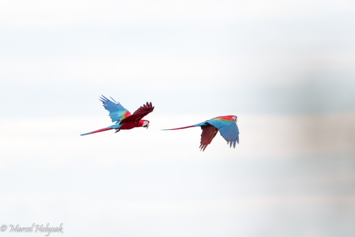 Red-and-green Macaw - ML528290891