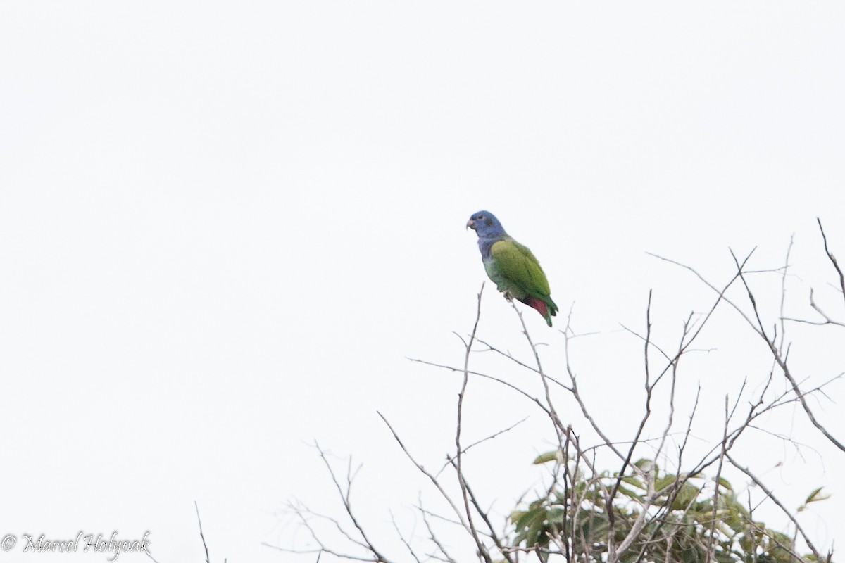 Blue-headed Parrot - ML528291751