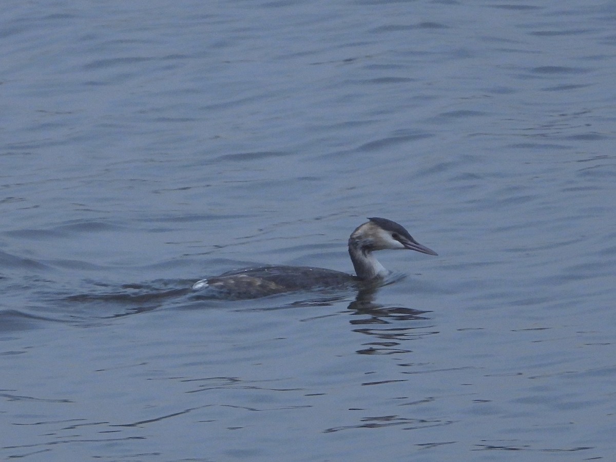 Great Crested Grebe - ML528292131