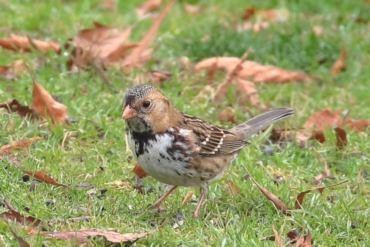 Harris's Sparrow - ML528292201