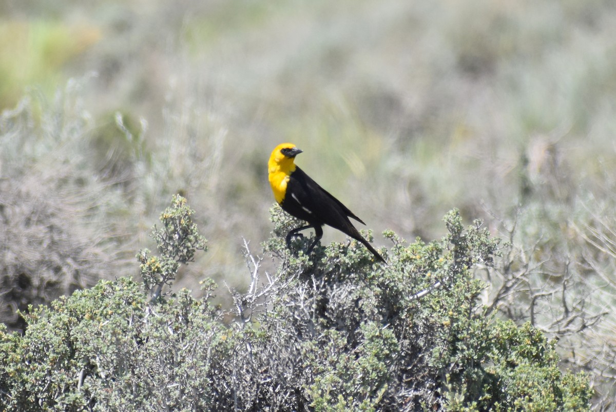 Yellow-headed Blackbird - ML528293561
