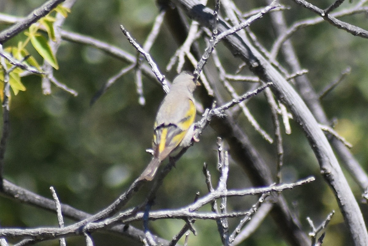 Lawrence's Goldfinch - ML528294401