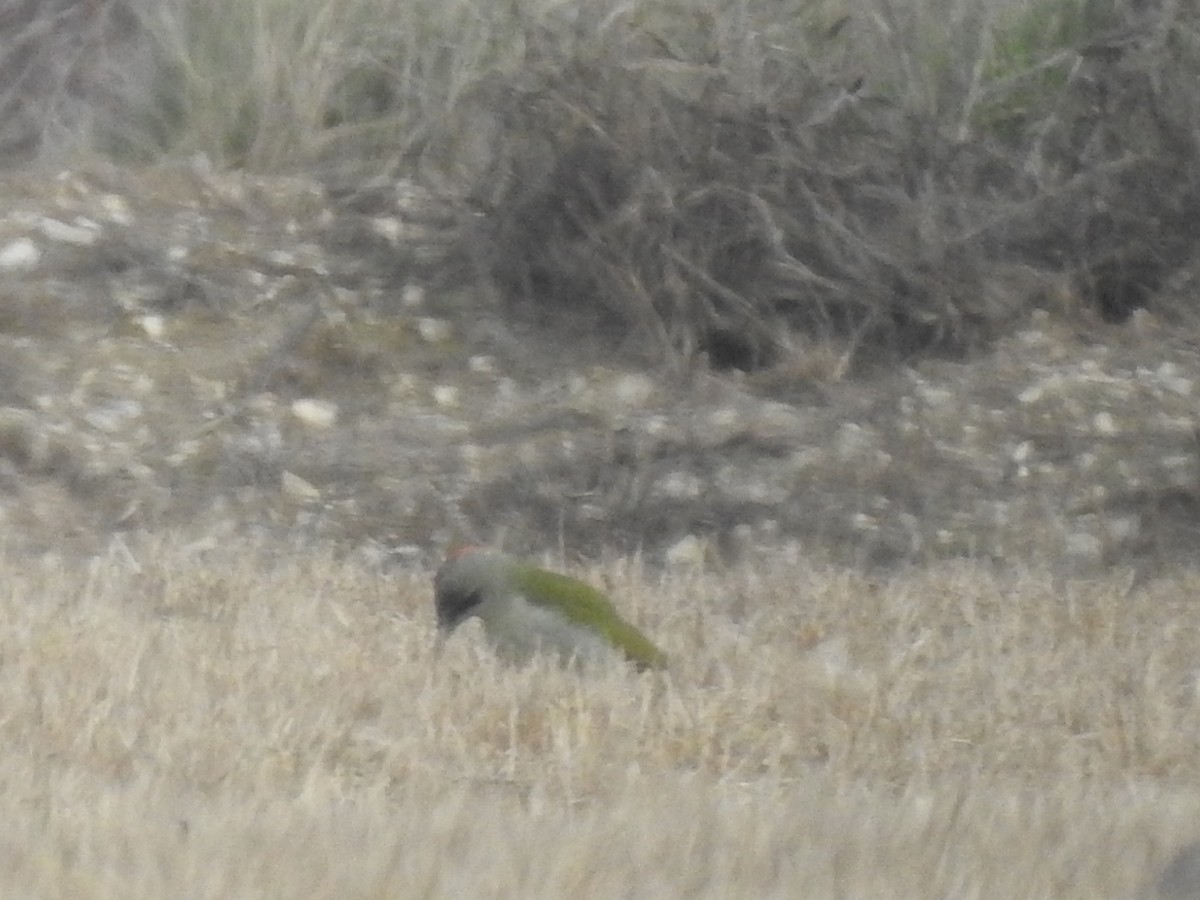 Iberian Green Woodpecker - ML528296091