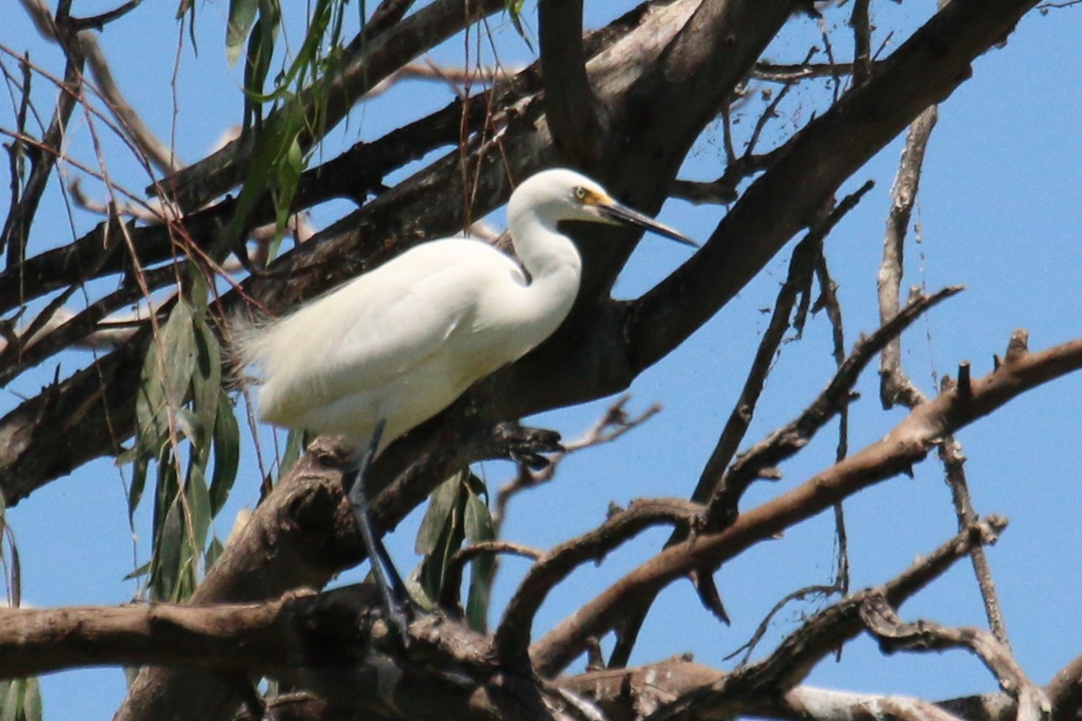 Little Egret (Australasian) - ML528297261