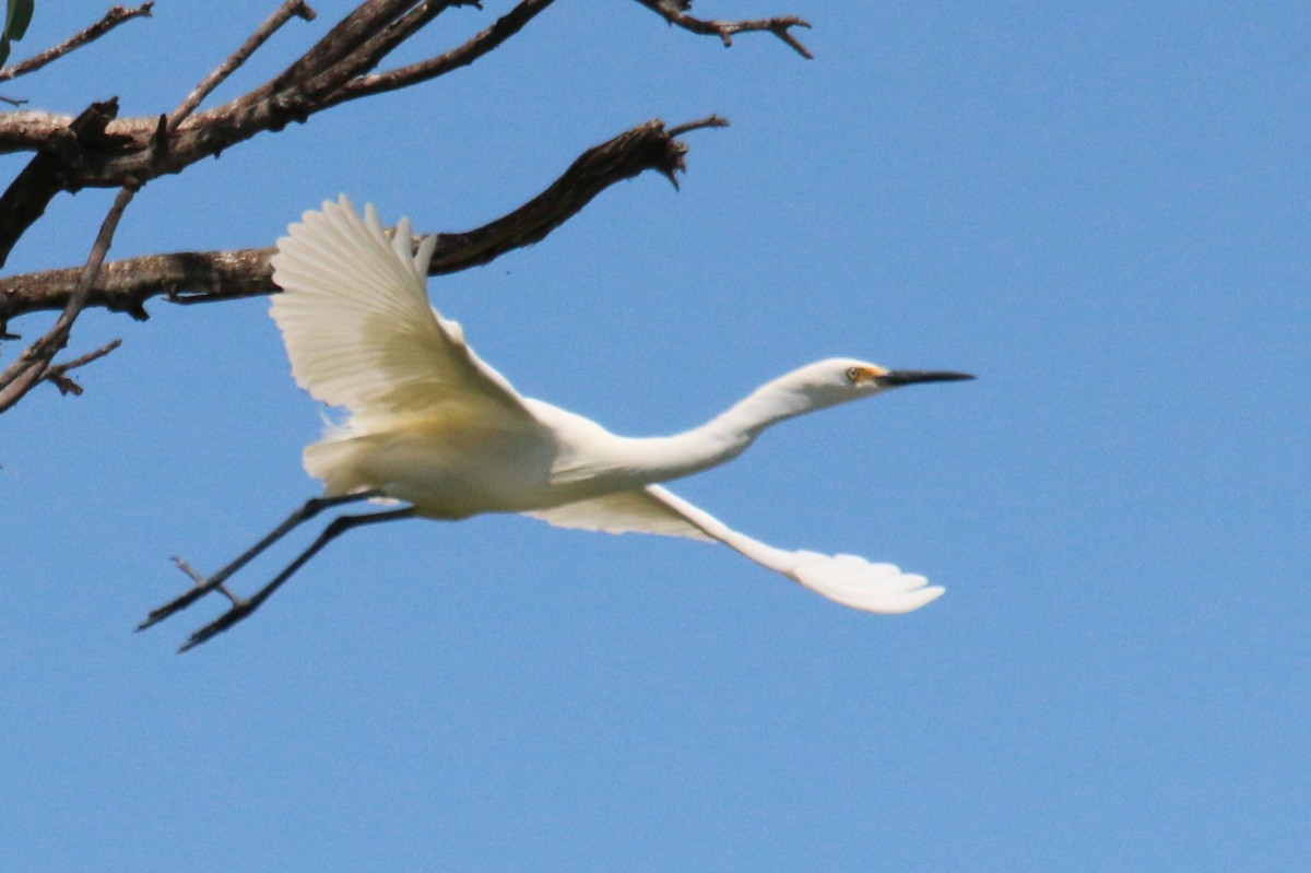 Little Egret (Australasian) - ML528297361