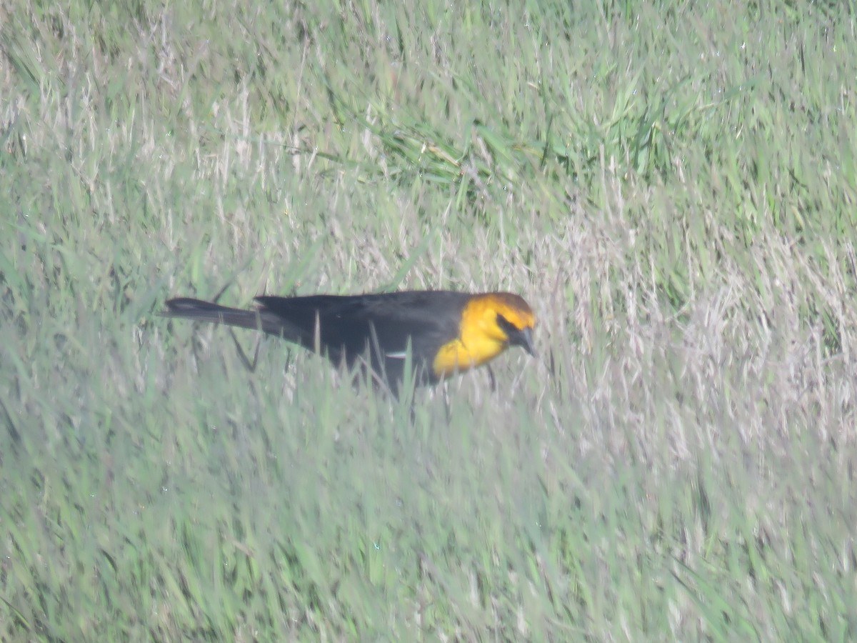 Yellow-headed Blackbird - ML52830021