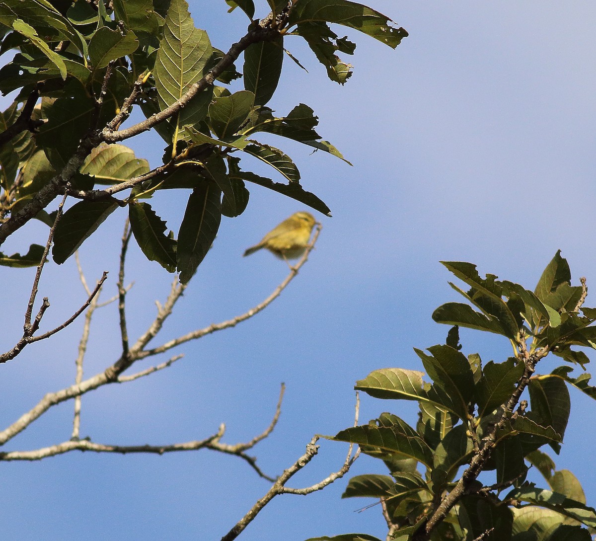 Buff-throated Warbler - ML528301651