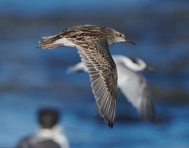 Definitive Basic Sharp-tailed Sandpiper. - Sharp-tailed Sandpiper - 