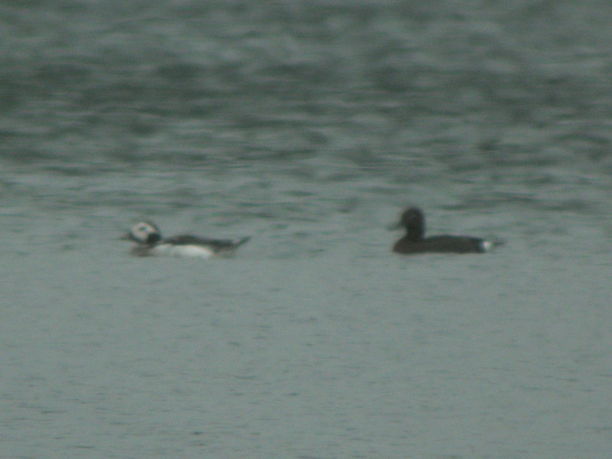 Long-tailed Duck - ML528306031