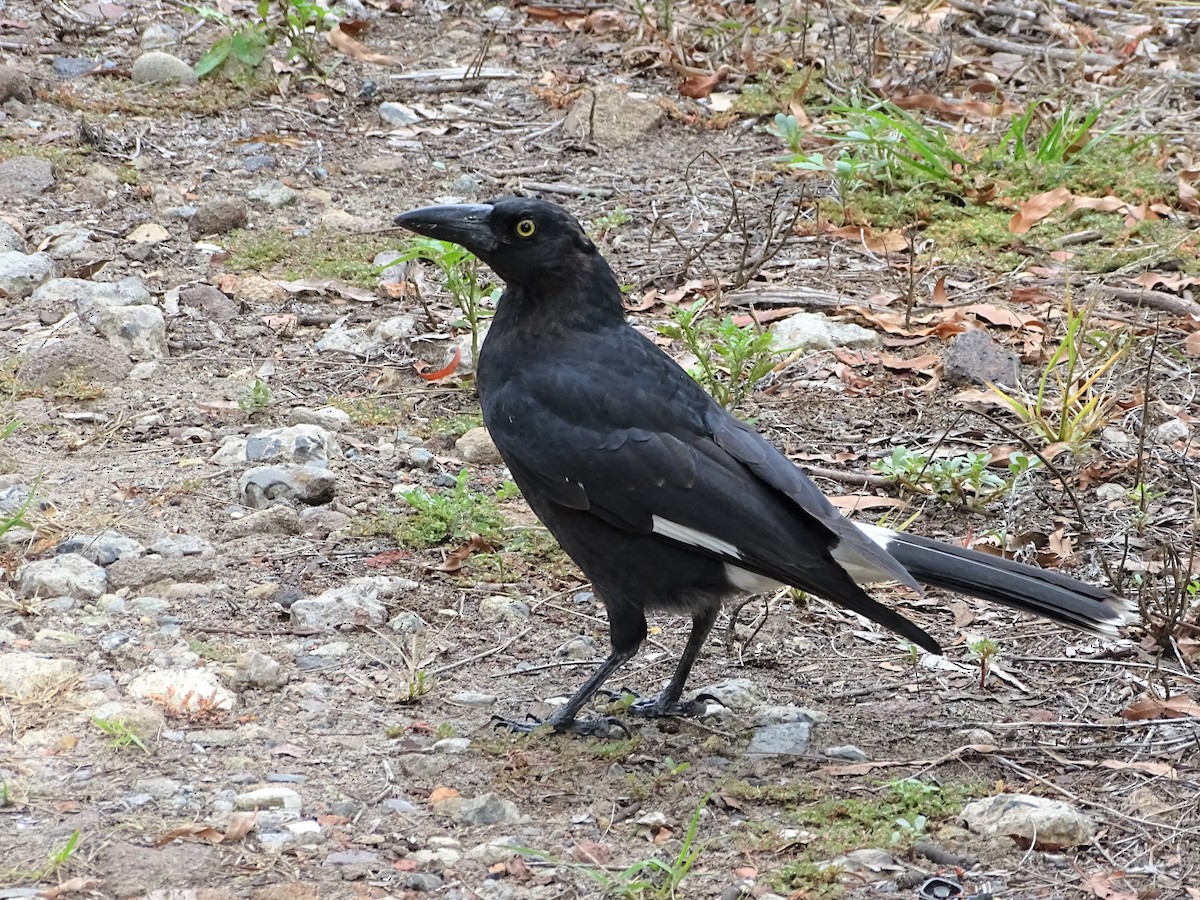 Pied Currawong - ML528308551